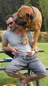 Black boerboel puppies for sale in gauteng. Pin By Ginamarie Dempsey On Dogs I Love Guard Dog Breeds African Boerboel Dog Breeds