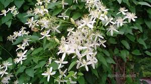 Über 7 millionen englischsprachige bücher. Pruning Clematis The Garden Website Com