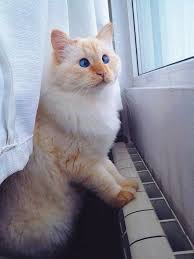 insani zorla kendilerine gulduren sasi kediler kedi sevimli kediler cats