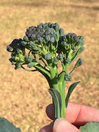 The harvest season can be long with broccoli. Explore The Best Broccoli Varieties For North Florida