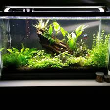 Low Tech Betta Tank With Images Betta Tank Betta Betta Aquarium