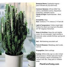 While cacti do store some water in the tissues of their stems, the belief that one only as to cut open a cactus to find drinking water is a myth. Pin On Plant
