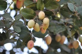 Image result for Beilschmiedia michelsonii