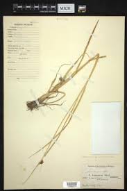 Image result for Bolboschoenus glaucus