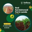 Sudhena Agro Farms Pvt Ltd on X: "𝐑𝐞𝐝 𝐒𝐚𝐧𝐝𝐚l 𝐅𝐚𝐫𝐦 ...