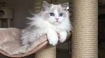 Ragdoll Blue bicolour
