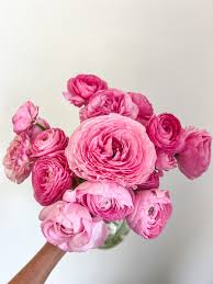 Image result for Ranunculus  cooleyae