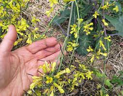 Cooking collards with ham makes them taste like, well, leafy ham. Saving Collard Seed Happy Acres Blog