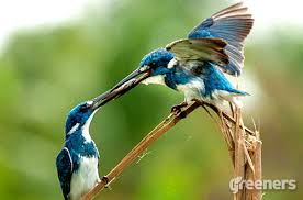 Suara asli 100% burung tengkek raja udang terbaru masteran pikat karo sentabi birds.mp3. Raja Udang Biru Hingga Cekakak Suci 5 Burung Langka Asli Indonesia Dan Migrasi Ini Mati Tertembak Tribun Jogja
