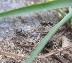 They are overabundant because they have escaped their natural competitors and predators in south. When Black Garden Ants Go From Nuisance To Pest Debugged