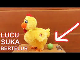 5 Ayam Unik Lucu Berfaedah Bisa Bertelur Berteriak Youtube Lucu Ayam Telur