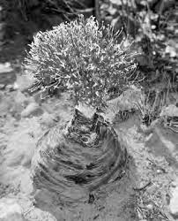 Image result for Cyperus breviradius