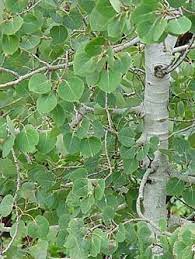 Quaking Aspen Tree Pictures And Information Trees To Plant Tree Nursery Shade Trees