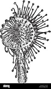 Image result for Commiphora mombassensis