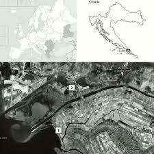 Image result for Euclasta