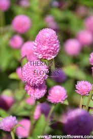 Image result for Gomphrena globosa