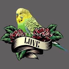 Ausmalbild vogel 75 beste bilder ratgeber über #wellensittiche für eine artgerechte vogelhaltung. Tattoo Wellensittich
