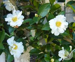 Maybe you would like to learn more about one of these? Camellia Sasanqua Setsugekka Trees Speciality Trees