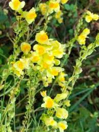 Fiori gialli spontanei primaverili from i.pinimg.com. Linaria Fiori Gialli Spontanei Natura In Mente Calliopea