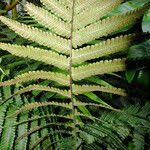 Image result for Christella friesii