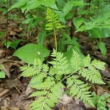 Image result for Ophioglossaceae