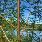 Image result for Sesbania sericea