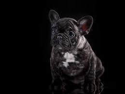 Bouledogue or bouledogue français) is a breed of domestic dog, bred to be companion dogs. Understanding French Bulldogs Colors French Bulldog Facts French Bullevard