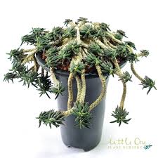 Image result for Euphorbia chevalieri