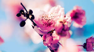 Choose from hundreds of free cherry blossom wallpapers. Beautiful Cherry Blossom 4k Hd Desktop Wallpaper Cherry Blossom Japan Close Up 1366x768 Wallpaper Teahub Io