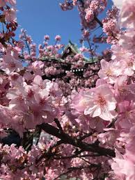 None of the effects belong. Winter Cherry Blossoms Are Now Blooming At Sakura Jingu Shrine In Tokyo
