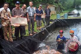 Warga Kampung Dukuh Yogyakarta Sulap Selokan Menjadi Kolam Ikan Antara News Kalimantan Utara