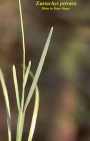 Image result for Eustachys