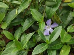 'cherokee chief' (cornus florida 'cherokee chief') is one popular cultivar of flowering dogwood tree. 25 Full Shade Plants That Will Look Great In Your Yard Mike S Backyard Nursery