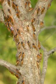Cicadas shed their exoskeletons shortly after emerging from the earth, making their population seem even more numerous than it is. General Periodical Cicada Information Cicadas
