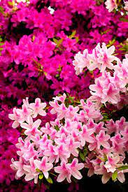 If you are looking for flowers to plant in spring, this collections of plants will be sure to brighten up your yard this spring. Spring Flowers In North Carolina Photos Spring Flowers Landscape Projects Beautiful Flowers