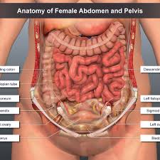 Abdominal wall anatomy that is clinically pertinent to the surgeon, focusing primarily on the structures of the anterior abdominal wall, will be reviewed. Anatomy Of Female Abdomen And Pelvis Trialexhibits Inc