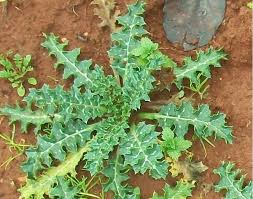 Ilgili Resim Medicinal Plants Plants Herbs