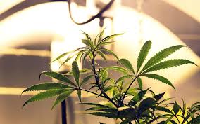 Growers can benefit from the added vermiculite and. Indoor Marijuana Growing Advice Potent