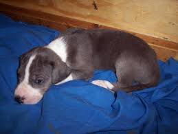 Located in sellersburg, indiana, just 9 miles north of louisville, kentucky, our breeding program consists of european and american bloodlines. Akc Great Dane Blue Mantle Female Puppy 5 For Sale In Evansville Indiana Classified Americanlisted Com