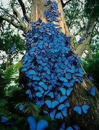 Mariposa Morfo Azul Ecured