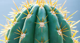 Moon cacti weren't built to last, but you can do something to help save them. How To Grow Cacti Indoors My Garden Life