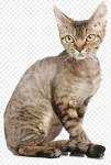Devon Rex Cat Breed Information, Pictures, Characteristics ...
