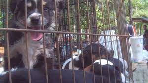 We did not find results for: Puppy Mill Investigation Reveals Squalor Neglect Lack Of Oversight At Flea Markets A Humane World