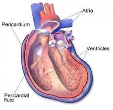 A superfície do pericárdio está seca e possui uma aspereza . Pericardite Aguda Derrame Pericardico E Tamponamento Cardiaco