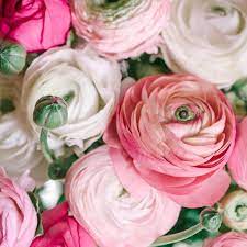 Ranunculus Bulbs For Sale Easy To Grow Bulbs Peonies Ranunculus Arrangement Ranunculus Garden Peony Care