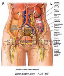 It does depend on what you mean by a torso. Anatomy Of The Female Abdomen And Pelvis Stock Photo Alamy
