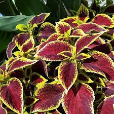 E' una rosa che offre una fioritura molto prolungata nella stagione e continua,i le foglie,inizialmente sono di colore rosso e poi diventano più bronzee fino ad assumere una colorazione verde scuro. Come Coltivare Il Coleus Per Chi Ama Le Foglie Colorate