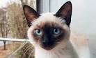 Names for Siamese Cats - Male and Female Ideas
