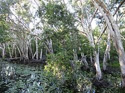 Image result for Melaleuca leucadendron