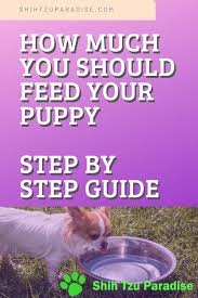 How Much Should A Shih Tzu Eat Shih Tzu Paradise